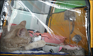 30 августа 2008 г., Барнаул   Выставка кошек в День рождения Барнаула