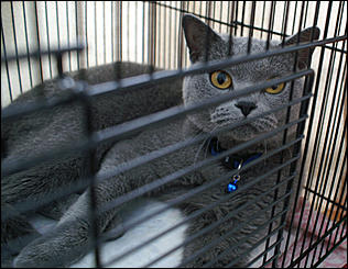 30 августа 2008 г., Барнаул   Выставка кошек в День рождения Барнаула