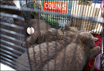 30 августа 2008 г., Барнаул   Выставка кошек в День рождения Барнаула