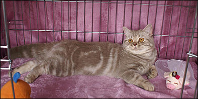 30 августа 2008 г., Барнаул   Выставка кошек в День рождения Барнаула