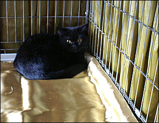 30 августа 2008 г., Барнаул   Выставка кошек в День рождения Барнаула