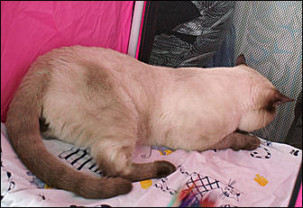 30 августа 2008 г., Барнаул   Выставка кошек в День рождения Барнаула