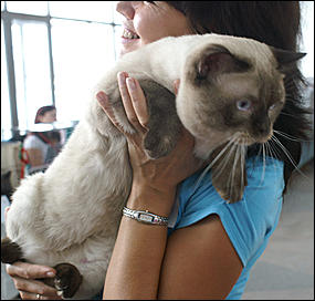 30 августа 2008 г., Барнаул   Выставка кошек в День рождения Барнаула