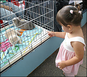 30 августа 2008 г., Барнаул   Выставка кошек в День рождения Барнаула