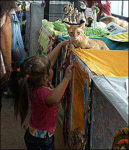 30 августа 2008 г., Барнаул   Выставка кошек в День рождения Барнаула