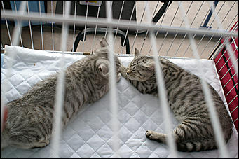 30 августа 2008 г., Барнаул   Выставка кошек в День рождения Барнаула
