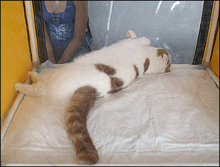 30 августа 2008 г., Барнаул   Выставка кошек в День рождения Барнаула