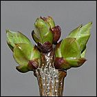 19 апреля 2011 г., Барнаул   Ранняя весна