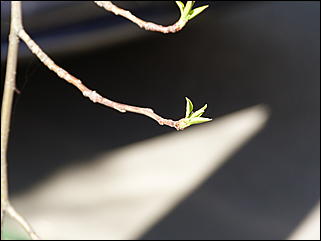 19 апреля 2011 г., Барнаул   Ранняя весна