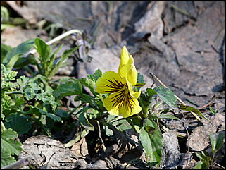 19 апреля 2011 г., Барнаул   Ранняя весна