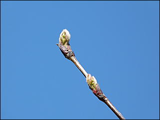 19 апреля 2011 г., Барнаул   Ранняя весна