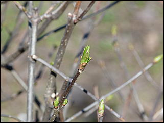 19 апреля 2011 г., Барнаул   Ранняя весна