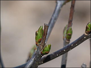 19 апреля 2011 г., Барнаул   Ранняя весна