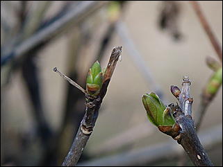 19 апреля 2011 г., Барнаул   Ранняя весна