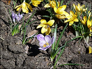 19 апреля 2011 г., Барнаул   Ранняя весна