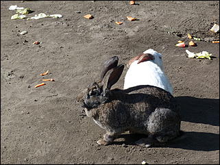 5 октябрь 2013 г., Барнаул   Осень в "Лесной сказке"