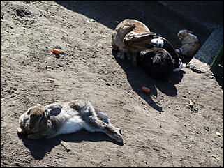 5 октябрь 2013 г., Барнаул   Осень в "Лесной сказке"