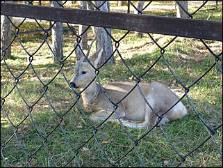 5 октябрь 2013 г., Барнаул   Осень в "Лесной сказке"