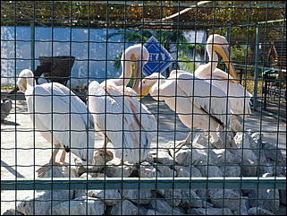 5 октябрь 2013 г., Барнаул   Осень в "Лесной сказке"