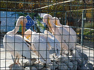 5 октябрь 2013 г., Барнаул   Осень в "Лесной сказке"