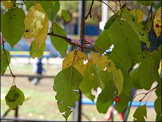 5 октябрь 2013 г., Барнаул   Осень в "Лесной сказке"