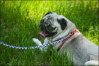 12 июня 2019 г., "Бирюзовая Катунь". Екатерина Смолихина   День России на "Бирюзовой Катуни": закрытие Всероссийского фестиваля традиционной культуры