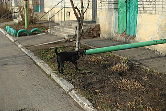 3 ноября 2017 г., Барнаул. Екатерина Смолихина   Рабочий поселок, вросший в город: фотопрогулка по Новосиликатному