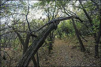 6 октября 2017 г., Барнаул. Екатерина Смолихина   Там, где кончается сказка: темная сторона парка Индустриального района