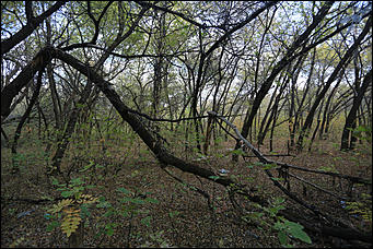 6 октября 2017 г., Барнаул. Екатерина Смолихина   Там, где кончается сказка: темная сторона парка Индустриального района