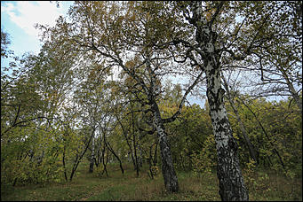 6 октября 2017 г., Барнаул. Екатерина Смолихина   Там, где кончается сказка: темная сторона парка Индустриального района