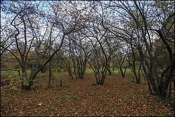 6 октября 2017 г., Барнаул. Екатерина Смолихина   Там, где кончается сказка: темная сторона парка Индустриального района