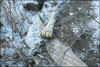 17 ноября 2017 г., Барнаул. Екатерина Смолихина   Кожа да кости: фотопрогулка по кожевенному заводу Барнаула