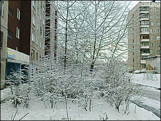 9 ноября 2008 г., Барнаул   Первый снег 