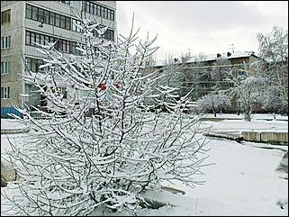 9 ноября 2008 г., Барнаул   Первый снег 