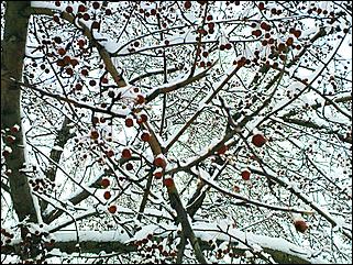 9 ноября 2008 г., Барнаул   Первый снег 