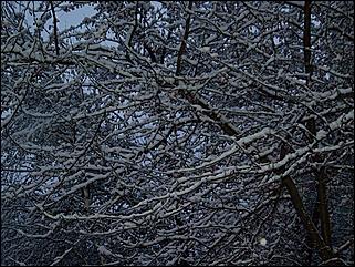 9 ноября 2008 г., Барнаул   Первый снег 