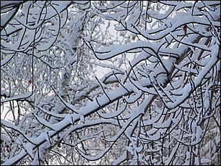 9 ноября 2008 г., Барнаул   Первый снег 