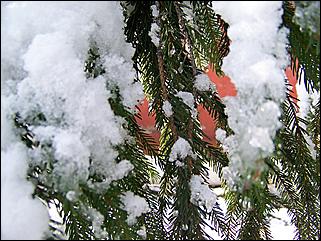 9 ноября 2008 г., Барнаул   Первый снег 