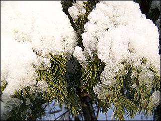 9 ноября 2008 г., Барнаул   Первый снег 