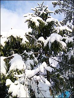 9 ноября 2008 г., Барнаул   Первый снег 