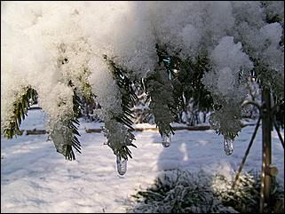 9 ноября 2008 г., Барнаул   Первый снег 