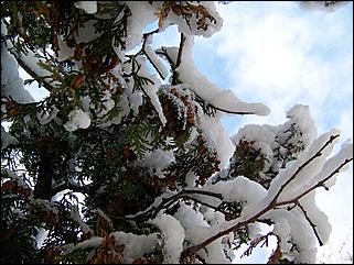 9 ноября 2008 г., Барнаул   Первый снег 