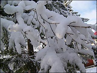 9 ноября 2008 г., Барнаул   Первый снег 