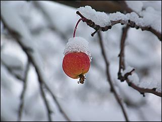 9 ноября 2008 г., Барнаул   Первый снег 