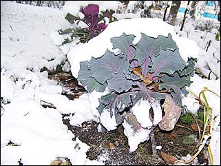 9 ноября 2008 г., Барнаул   Первый снег 