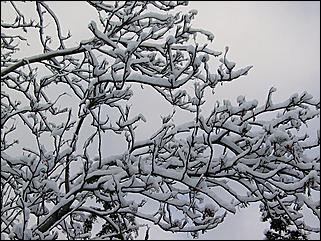 9 ноября 2008 г., Барнаул   Первый снег 