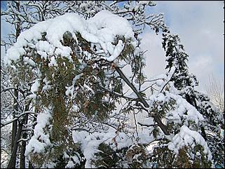 9 ноября 2008 г., Барнаул   Первый снег 