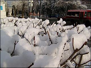 9 ноября 2008 г., Барнаул   Первый снег 