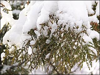 9 ноября 2008 г., Барнаул   Первый снег 