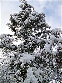 9 ноября 2008 г., Барнаул   Первый снег 